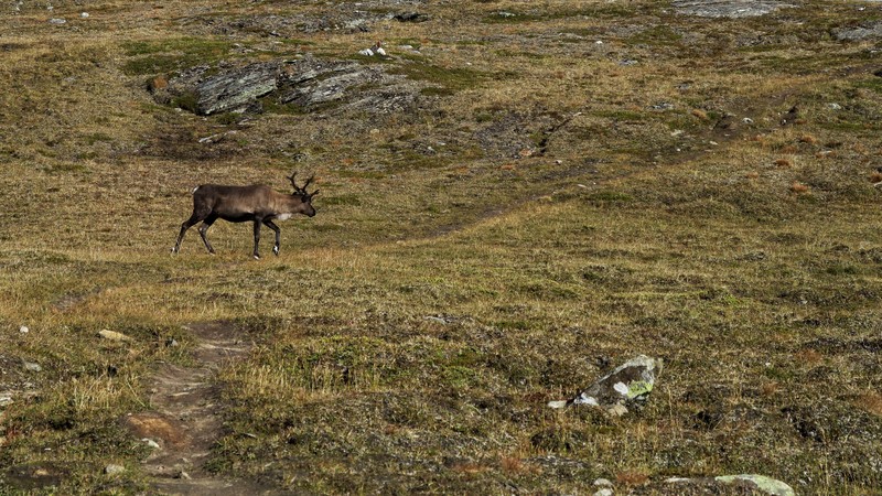 padjelantaleden 9347 padjelantaleden 9347