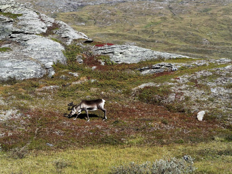 padjelantaleden 9361 padjelantaleden 9361