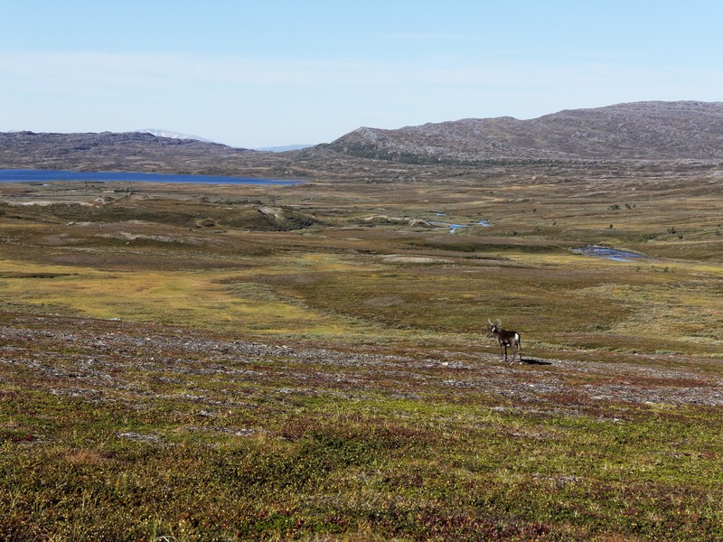 padjelantaleden 9366 padjelantaleden 9366