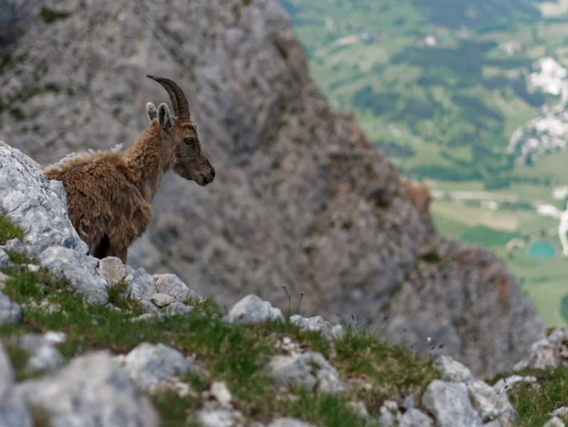 bouquetins vercors 1 randonnée 2 jours vercors
