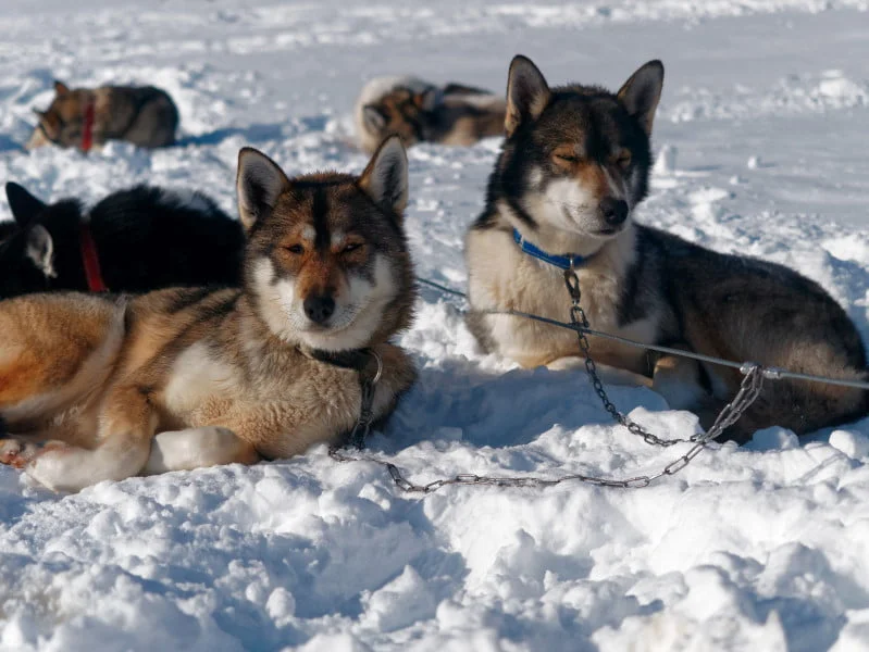 kungsleden hiver chiens traineaux