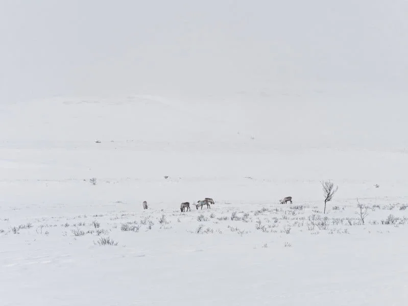 kungsleden hiver rennes