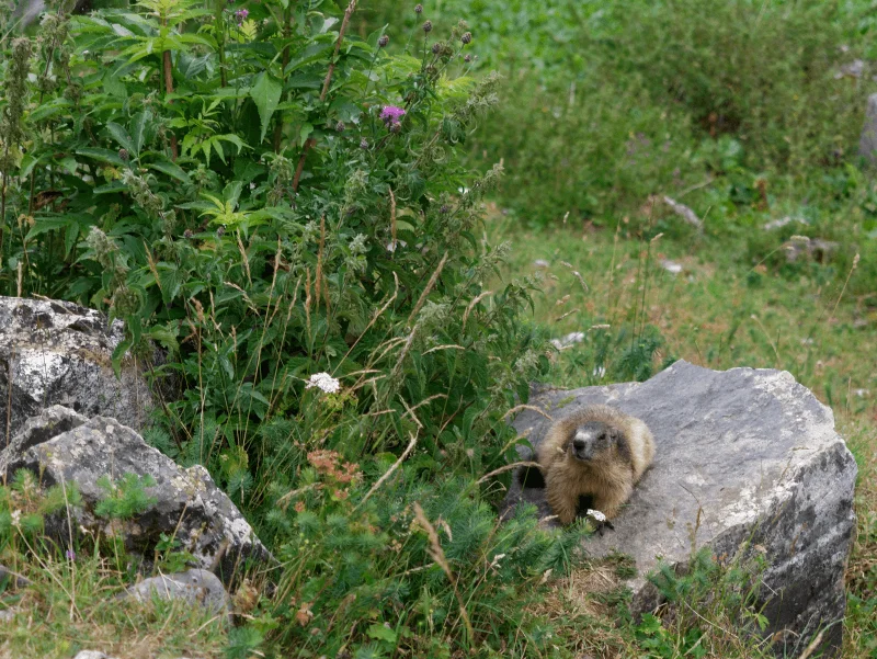 tour de la vallaisonnay marmotte