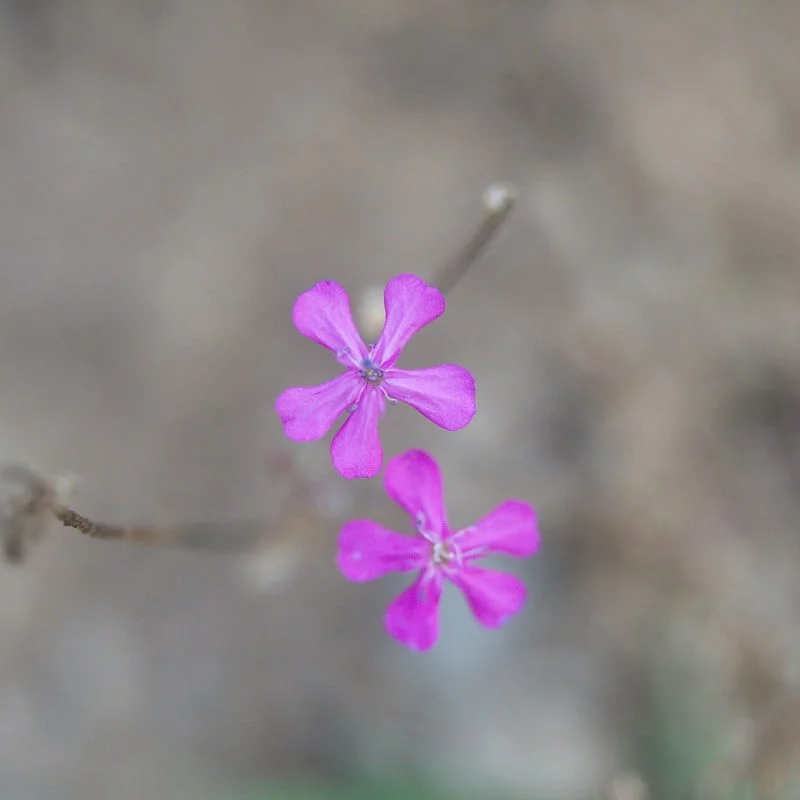 silene armeria randonnée 3 jours écrins silene armeria