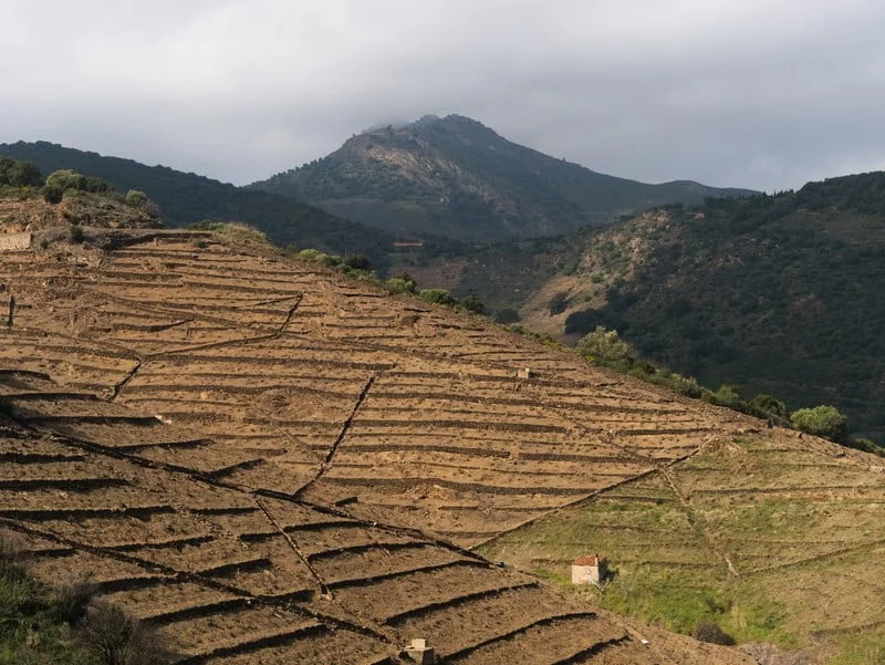 vignoble banyuls que voir dans les Pyrénées orientales vignoble banyuls