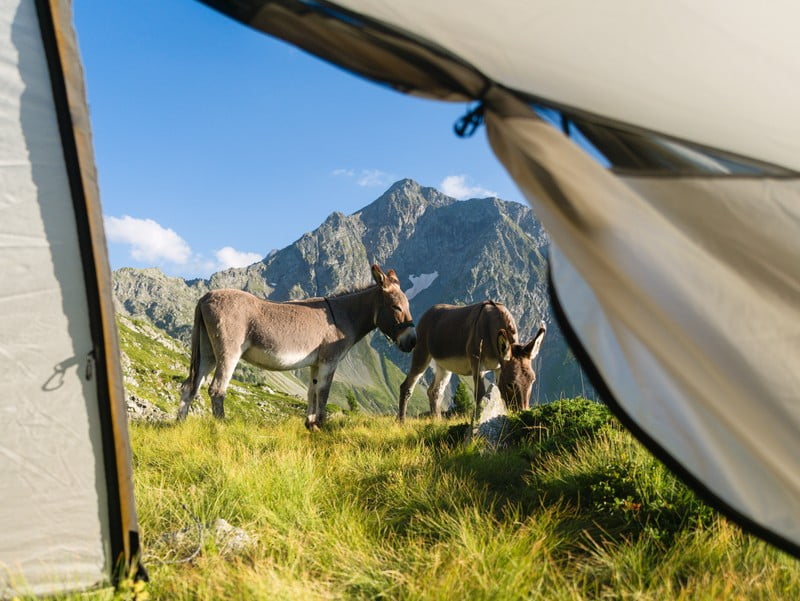 anes bivouac vieux chaillol anes bivouac
