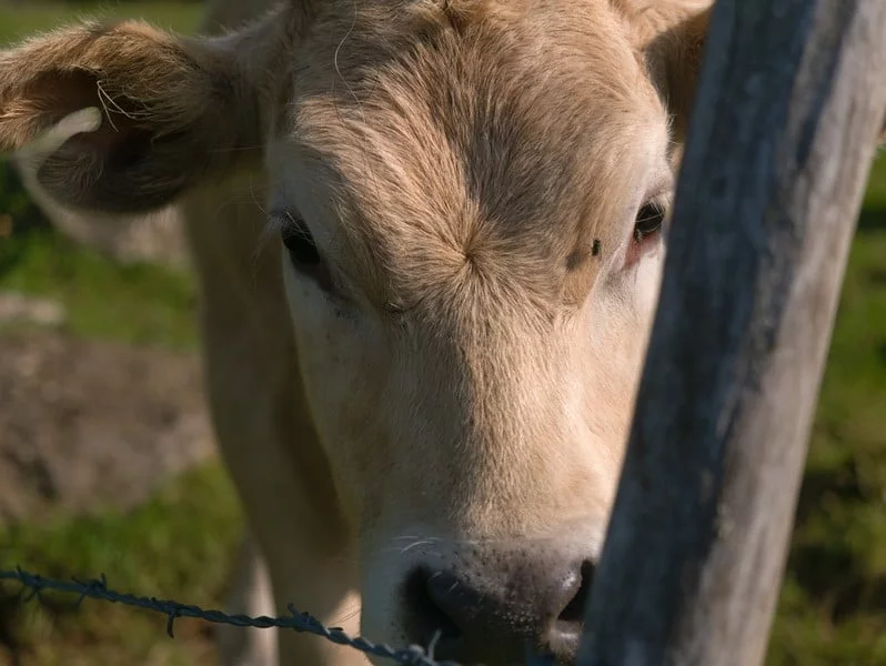 vache salers tour du massif central à vélo vache salers