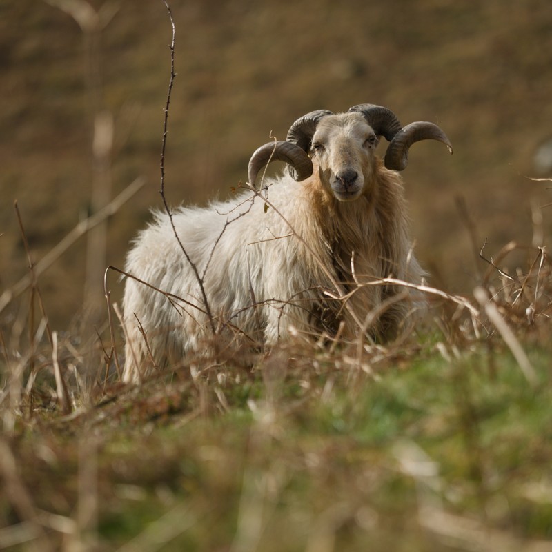 visiter le pays basque en 3 jours moutons pays basque visiter le pays basque en 3 jours moutons pays basque