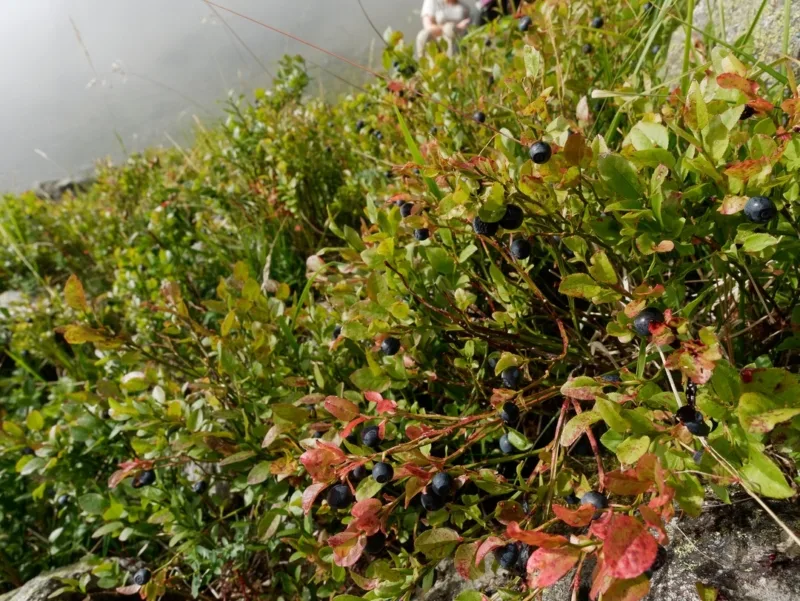 plants de myrtille cueillette de myrilles plants-de-myrtille