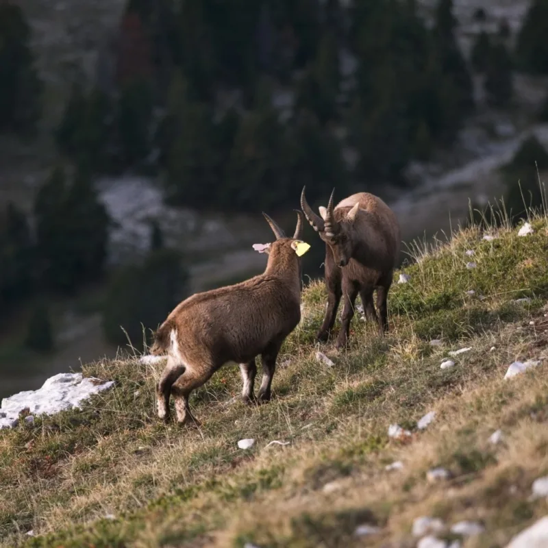 randonnée mont aiguille bouquetins-hauts-plateaux-vercors