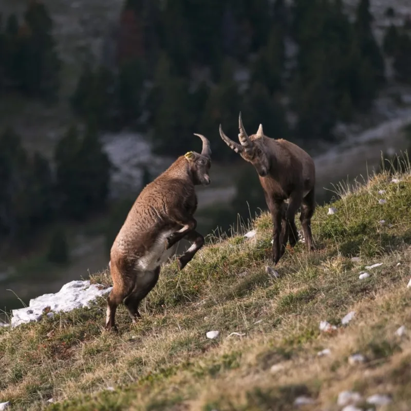 randonnée mont aiguille bouquetins-mont-aiguille