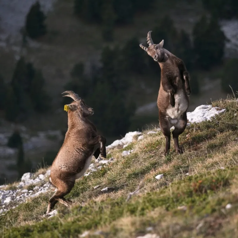 randonnée mont aiguille bouquetins-vercors
