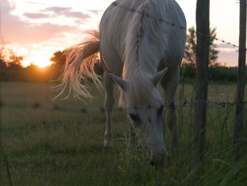 vélo camargue cheval-camargue