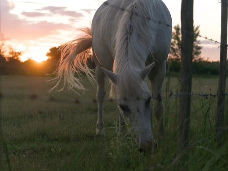 cheval camargue vélo camargue cheval-camargue