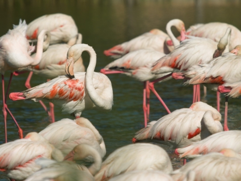 vélo camargue flamant-rose-camargue