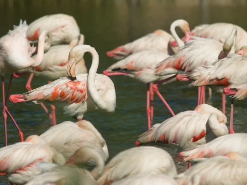 flamant rose camargue vélo camargue flamant-rose-camargue