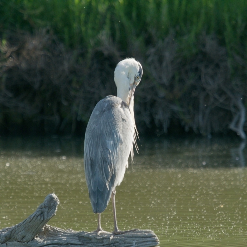 vélo camargue heron-cendre
