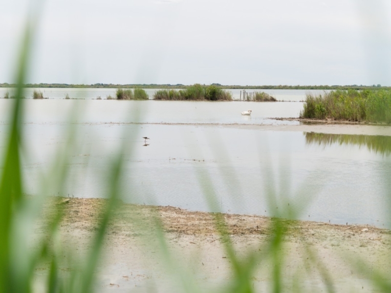 vélo camargue petite-camargue