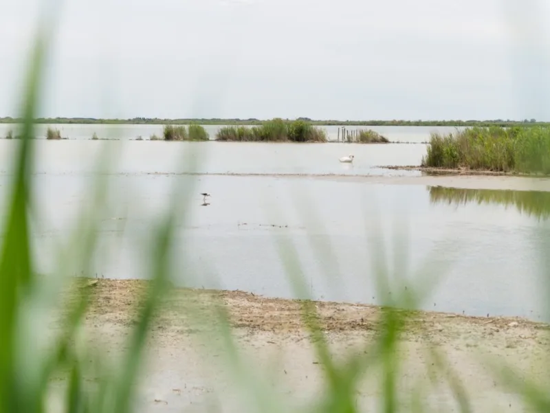 petite camargue vélo camargue petite-camargue