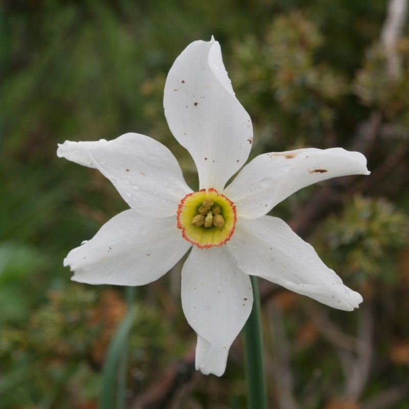 randonnée glandasse narcisse