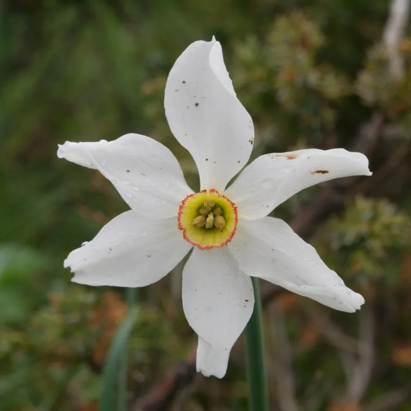 narcisse randonnée glandasse narcisse