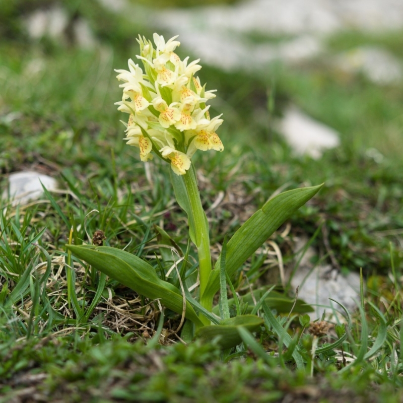randonnée glandasse orchis-sureau