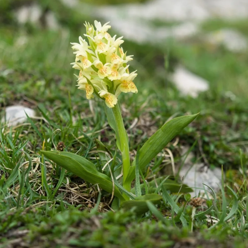 orchis sureau randonnée glandasse orchis-sureau