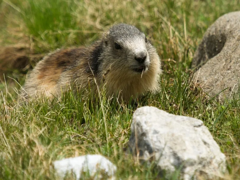 marmottes vanoise marmottes vanoise