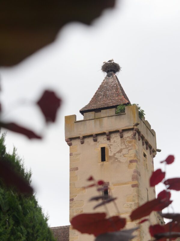 beffroi rouffach et cigogne alsace