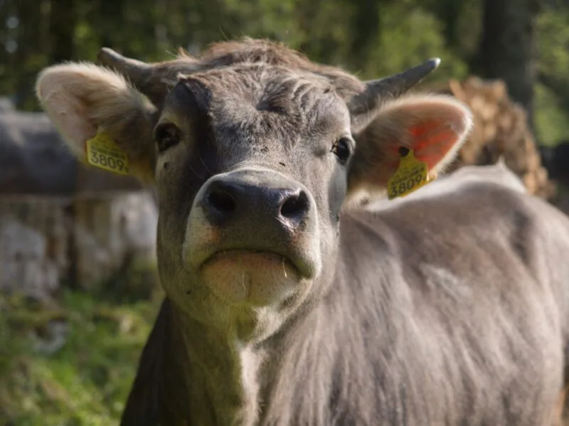 vache paturage jura suisse 1